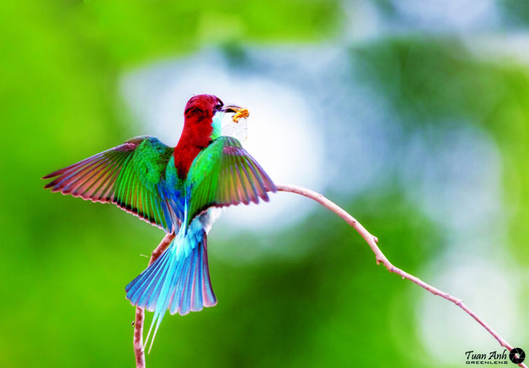 A man watching the wild nature through the wings of birds