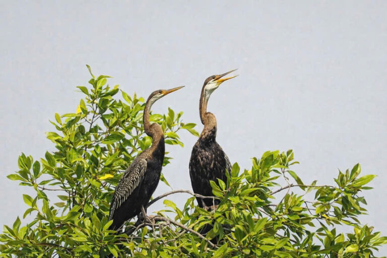 Khoảnh khắc cực hiếm của thiên nhiên: loài chim có trong sách đỏ bay về Hồ Bán Nguyệt hàng chục con